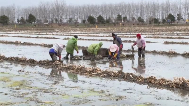 乡村振兴宝应行动·看百村 | 屈舍村：小慈姑做成大生意 日销2万斤扬帆出海